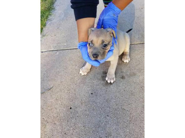 4 males UKC American bully Puppies