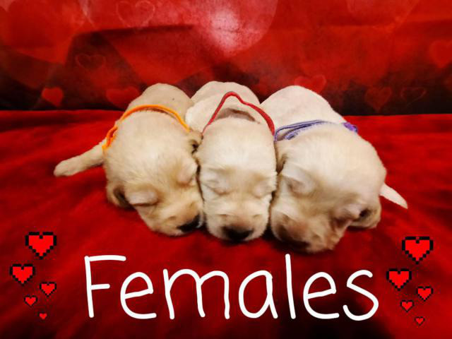 4 male 3 female labradoodles