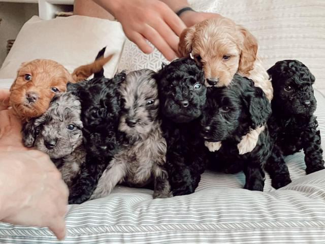 6 F1 Golden Doodle puppies for sale