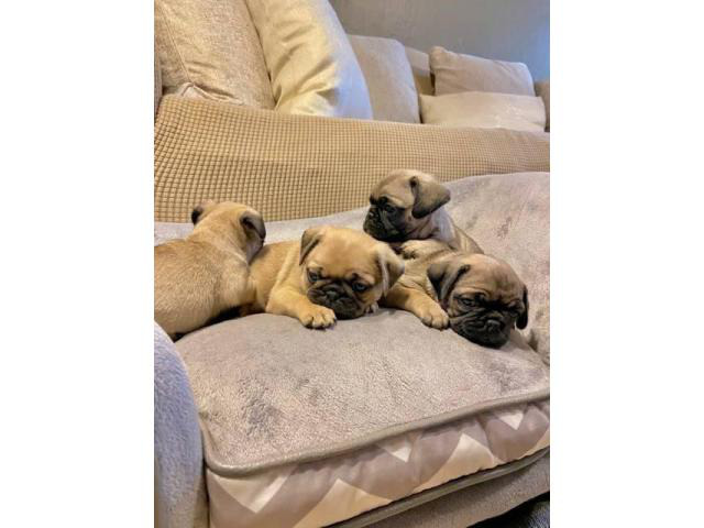 3 Fawn Pug puppies for Sale