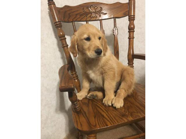 Akc Golden Retriever puppies