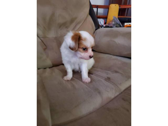 3 Papillon puppies needing good homes
