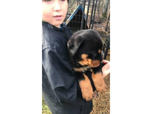 5 beautiful Rottweiler Puppies