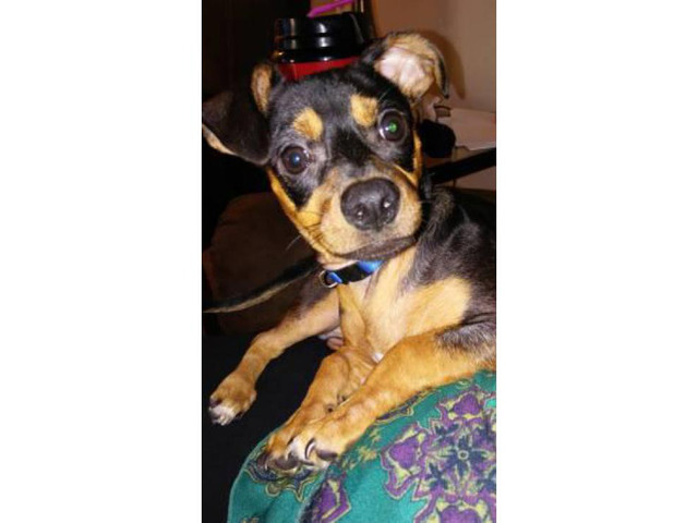 6 month old chiweenie I need to rehome