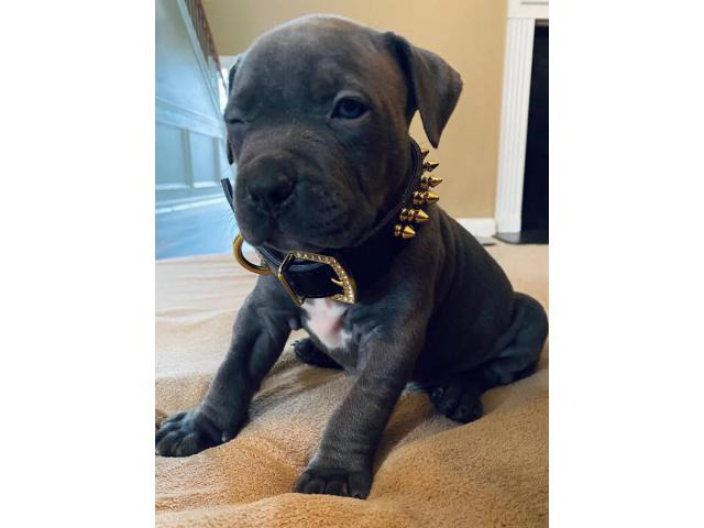 4 American Bully puppies available