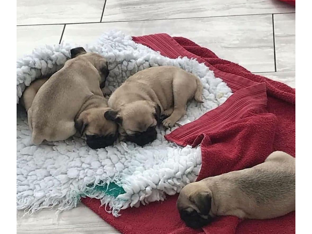 Sweet pugs puppies available