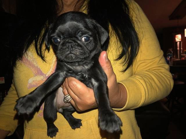 Pug Puppies for Sale