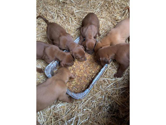 Red Bone Coonhound Puppies