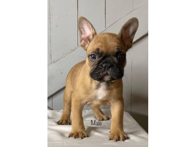 2 AKC French bulldog puppies left