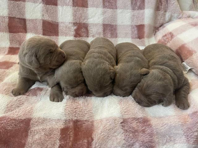 5 AKC Silver Lab puppies for Sale