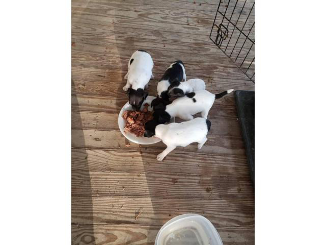 Male deer head chihuahua puppies