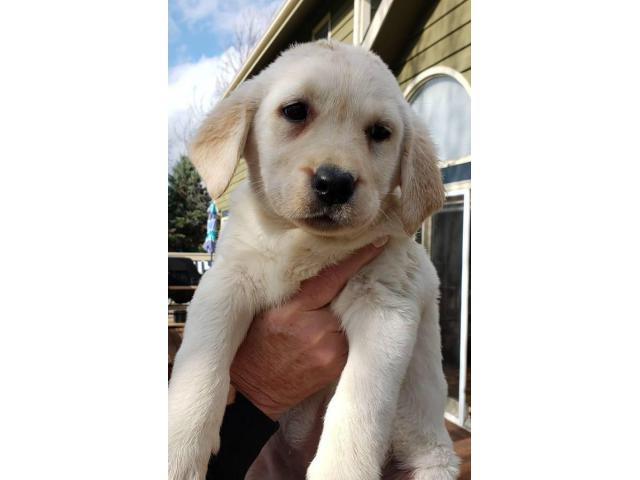 9 weeks old Purebred Yellow Lab puppies