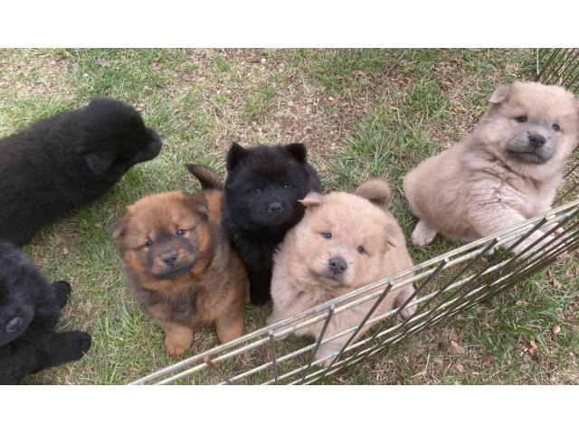 7 CKC registered Chow Chow puppies