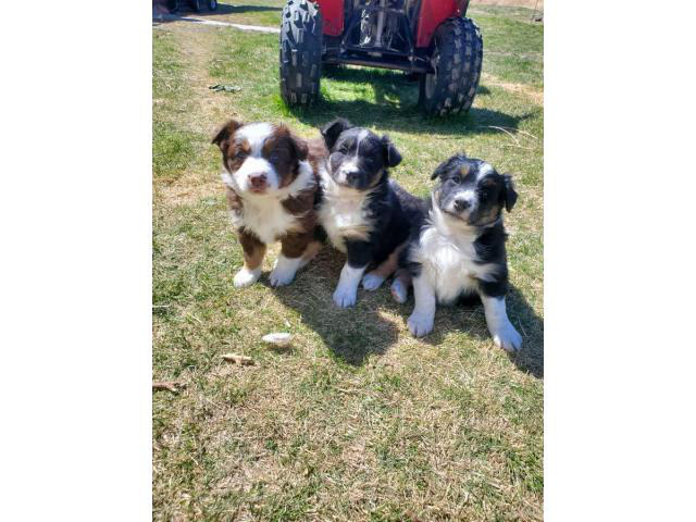 Four Australian shepherd puppies available