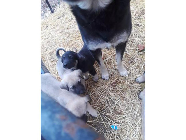 Anatolian shepherd puppies for sale 2017