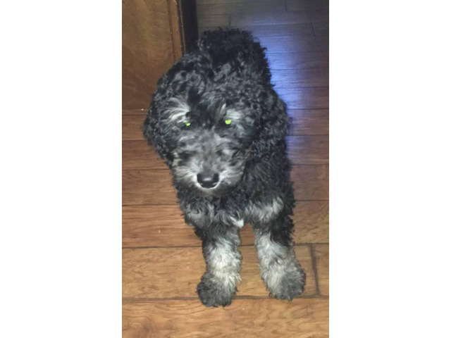 F1b female Goldendoodle puppy 13 weeks old