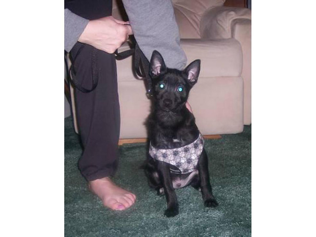 2  male black white Pomeranian Chihuahua mix puppies for adopt