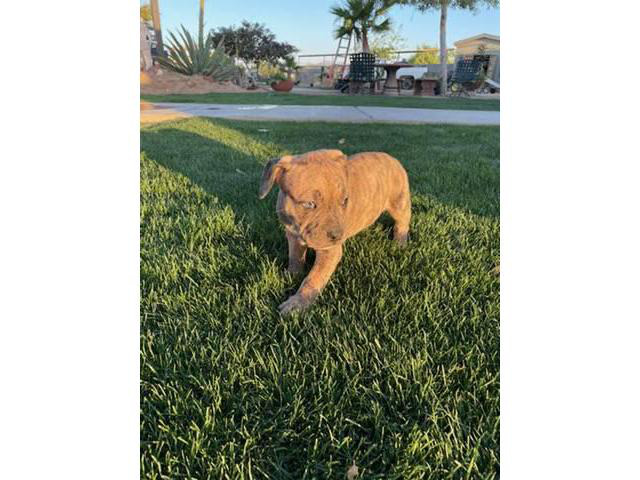 3 Merle blue nose pit puppies for sale