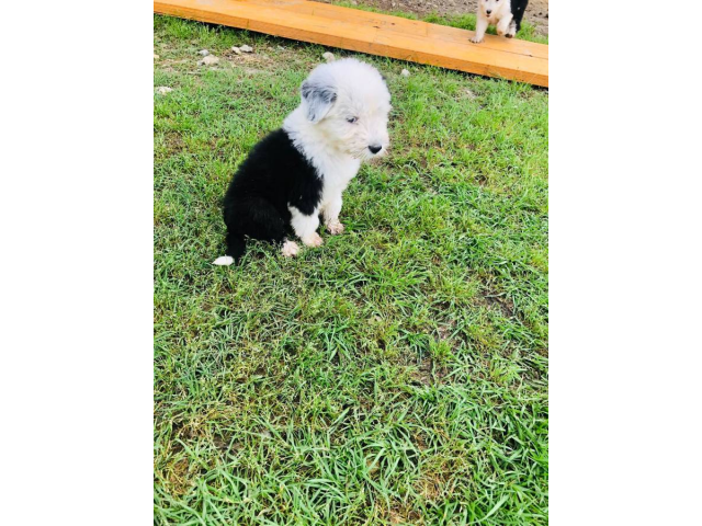 4 fullblooded male english sheepdog puppieS