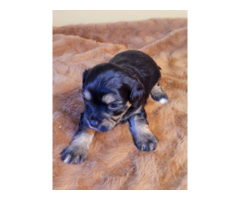 4 Cavapoo puppies for Sale