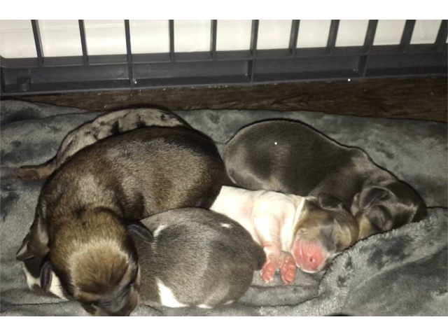 Miniature Dachshund puppies