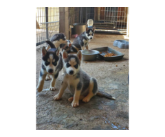 Husky puppies for sale