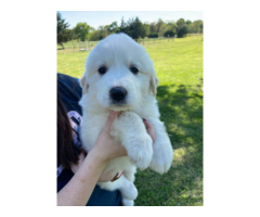 4 Great Pyrenees puppies For sale