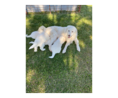 4 Great Pyrenees puppies For sale