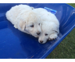 Pure white Akbash puppies for sale