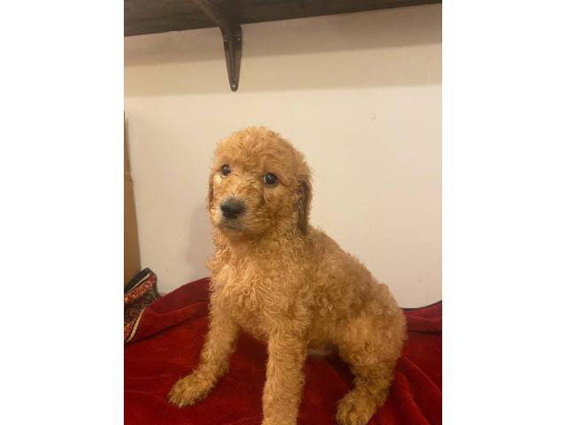 6 weeks old Golden doodle puppies for sale
