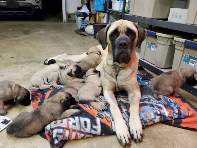8 English Mastiff puppies for Sale