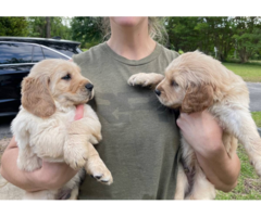 5 male goldendoodle puppies for sale