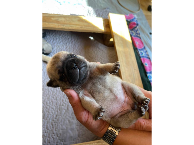 Pug puppies for sale