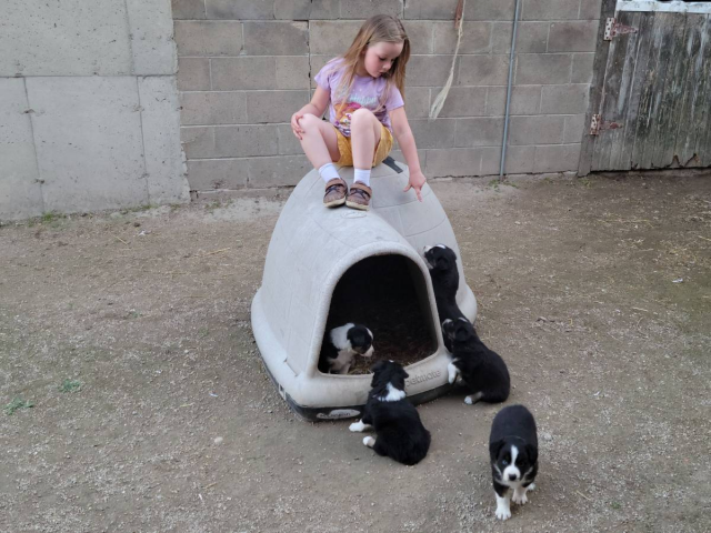 Black and White Tri ASDR Aussie Puppies