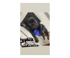 4 AKC French Bulldog Puppies for Sale
