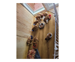 Boxer puppies 5 male and 4 female