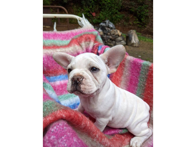 Male Frenchton puppies for sale