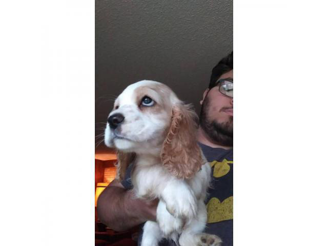 Purebred White Cocker spaniels for sale