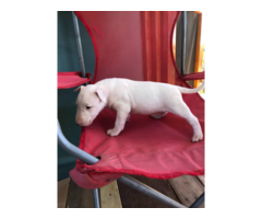 One female AKC Bull terrier all white puppy for sale