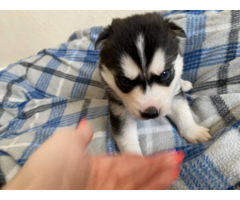 4 boy and 3 girl Siberian husky puppies