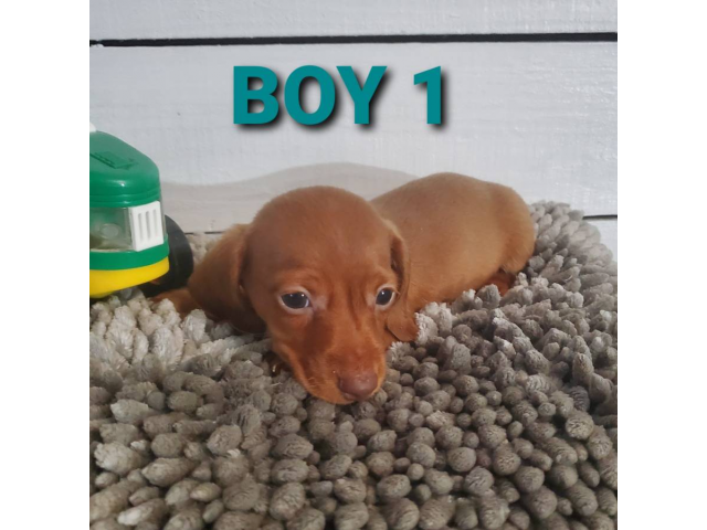 2 boy and 1 girl dachshund puppies for sale