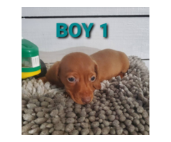 2 boy and 1 girl dachshund puppies for sale