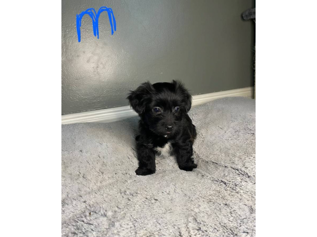 Adorable Malchi Puppies for Sale