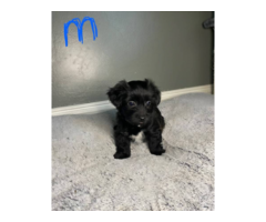 Adorable Malchi Puppies for Sale