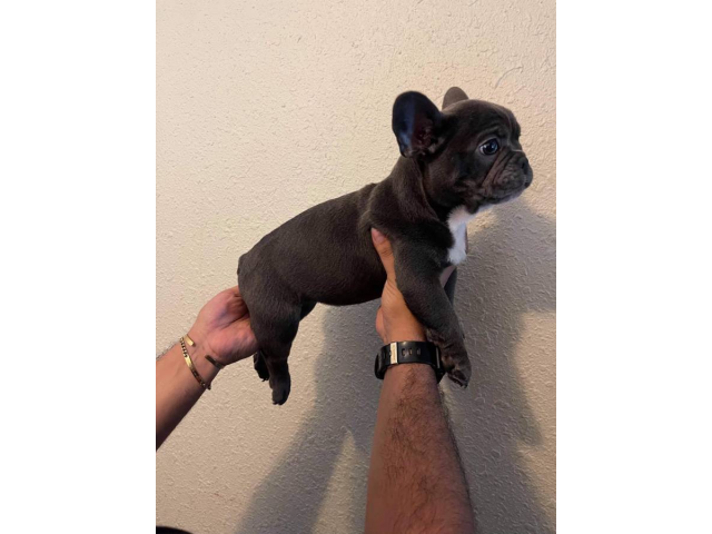 2 AKC French Bulldog Puppies for Sale