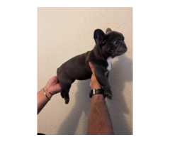 2 AKC French Bulldog Puppies for Sale