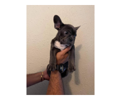 2 AKC French Bulldog Puppies for Sale