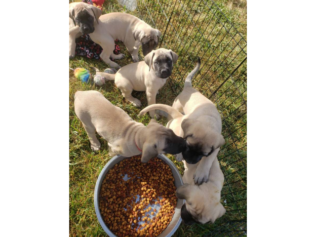 NKC Mastiff puppies