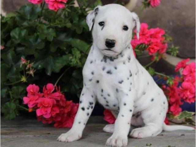 4 Registered male Dalmatian Puppies