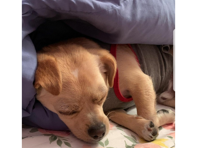 4 PLAYFUL CHEAGLE PUPPIES FOR SALE